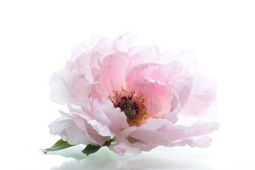 Pink,Peony,Close-up,On,A,White,Background.